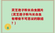 灵芝孢子粉长白虫图片(灵芝孢子粉与长白虫有哪些不可思议的联结？)
