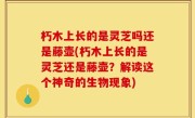 朽木上长的是灵芝吗还是藤壶(朽木上长的是灵芝还是藤壶？解读这个神奇的生物现象)