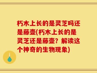 朽木上长的是灵芝吗还是藤壶(朽木上长的是灵芝还是藤壶？解读这个神奇的生物现象)
