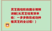 灵芝栽培阶段图示视频讲解(从灵芝培育到丰收：一步步教你成功种植灵芝的全过程！)