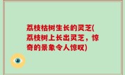 荔枝枯树生长的灵芝(荔枝树上长出灵芝，惊奇的景象令人惊叹)
