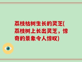 荔枝枯树生长的灵芝(荔枝树上长出灵芝，惊奇的景象令人惊叹)