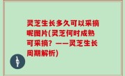 灵芝生长多久可以采摘呢图片(灵芝何时成熟可采摘？——灵芝生长周期解析)