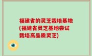 福建省的灵芝栽培基地(福建省灵芝基地尝试栽培高品质灵芝)