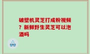 破壁机灵芝打成粉视频？新鲜野生灵芝可以泡酒吗