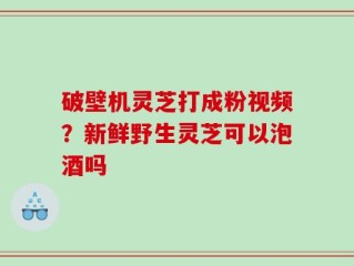破壁机灵芝打成粉视频？新鲜野生灵芝可以泡酒吗