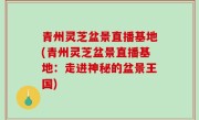 青州灵芝盆景直播基地(青州灵芝盆景直播基地：走进神秘的盆景王国)