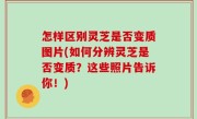 怎样区别灵芝是否变质图片(如何分辨灵芝是否变质？这些照片告诉你！)