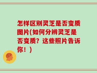怎样区别灵芝是否变质图片(如何分辨灵芝是否变质？这些照片告诉你！)