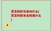 灵芝的好兄弟叫什么(灵芝的密友名称是什么)