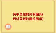 关于灵芝的药材图片(药材灵芝的图片展示)