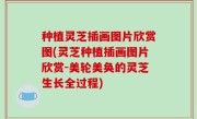 种植灵芝插画图片欣赏图(灵芝种植插画图片欣赏-美轮美奂的灵芝生长全过程)