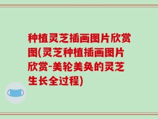 种植灵芝插画图片欣赏图(灵芝种植插画图片欣赏-美轮美奂的灵芝生长全过程)