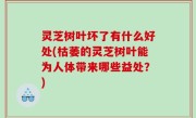 灵芝树叶坏了有什么好处(枯萎的灵芝树叶能为人体带来哪些益处？)