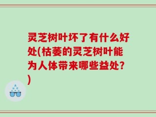 灵芝树叶坏了有什么好处(枯萎的灵芝树叶能为人体带来哪些益处？)