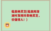 临泉杨灵芝(临泉阳澄湖村发现珍贵杨灵芝，价值惊人！)
