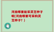河南哪里能采灵芝种子呢(河南哪里可采购灵芝种子？)