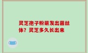 灵芝孢子粉萌发出菌丝体？灵芝多久长出来
