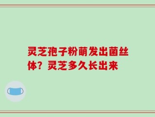 灵芝孢子粉萌发出菌丝体？灵芝多久长出来