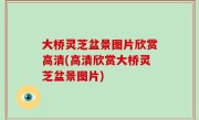 大桥灵芝盆景图片欣赏高清(高清欣赏大桥灵芝盆景图片)