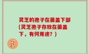 灵芝的孢子在菌盖下部(灵芝孢子存放在菌盖下，有何用途？)
