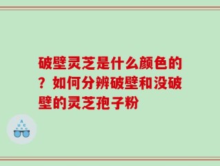 破壁灵芝是什么颜色的？如何分辨破壁和没破壁的灵芝孢子粉
