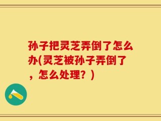孙子把灵芝弄倒了怎么办(灵芝被孙子弄倒了，怎么处理？)