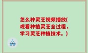 怎么种灵芝视频播放(观看种植灵芝全过程，学习灵芝种植技术。)