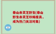 泰山赤灵芝野生(泰山野生赤灵芝珍稀度高，成为热门关注对象)