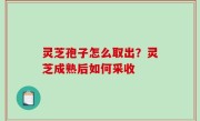 灵芝孢子怎么取出？灵芝成熟后如何采收