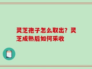 灵芝孢子怎么取出？灵芝成熟后如何采收