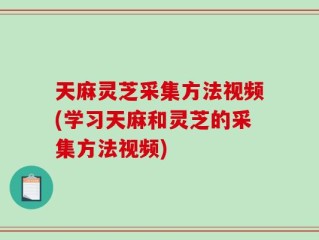 天麻灵芝采集方法视频(学习天麻和灵芝的采集方法视频)