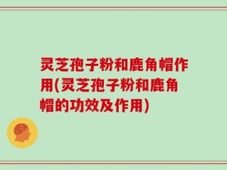 灵芝孢子粉和鹿角帽作用(灵芝孢子粉和鹿角帽的功效及作用)