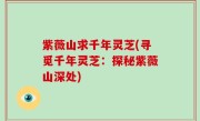 紫薇山求千年灵芝(寻觅千年灵芝：探秘紫薇山深处)