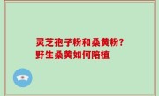 灵芝孢子粉和桑黄粉？野生桑黄如何陪植