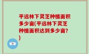 平远林下灵芝种植面积多少亩(平远林下灵芝种植面积达到多少亩？)