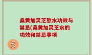 桑黄加灵芝熬水功效与禁忌(桑黄加灵芝水的功效和禁忌事项