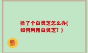 捡了个白灵芝怎么办(如何利用白灵芝？)