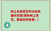 树上长的灵芝可以吃吗图片欣赏(赏析树上灵芝，原来也可食用！)