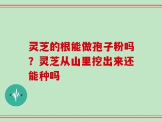 灵芝的根能做孢子粉吗？灵芝从山里挖出来还能种吗