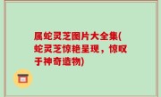 属蛇灵芝图片大全集(蛇灵芝惊艳呈现，惊叹于神奇造物)