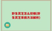 野生灵芝怎么挖根(野生灵芝采摘方法解析)