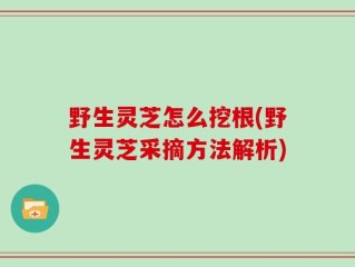 野生灵芝怎么挖根(野生灵芝采摘方法解析)