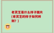 老灵芝是什么样子图片(老灵芝的样子如何辨别？)