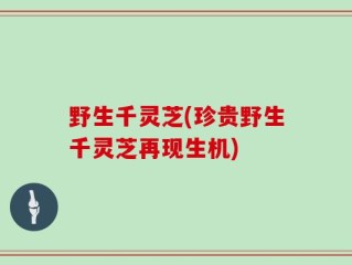 野生千灵芝(珍贵野生千灵芝再现生机)