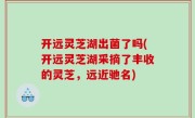 开远灵芝湖出菌了吗(开远灵芝湖采摘了丰收的灵芝，远近驰名)