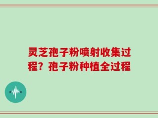灵芝孢子粉喷射收集过程？孢子粉种植全过程