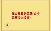 在山里看到灵芝(山中灵芝令人惊叹)