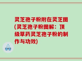 灵芝孢子粉附在灵芝图(灵芝孢子粉图解：顶级草药灵芝孢子粉的制作与功效)