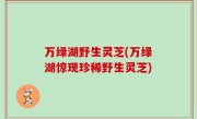 万绿湖野生灵芝(万绿湖惊现珍稀野生灵芝)